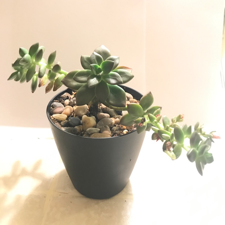 Plant image xSedeveria Sorrento
