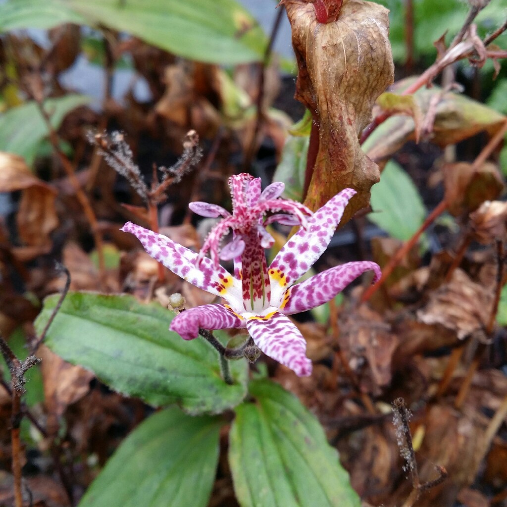 Plant image Tricyrtis formosana 'Pink Freckles'