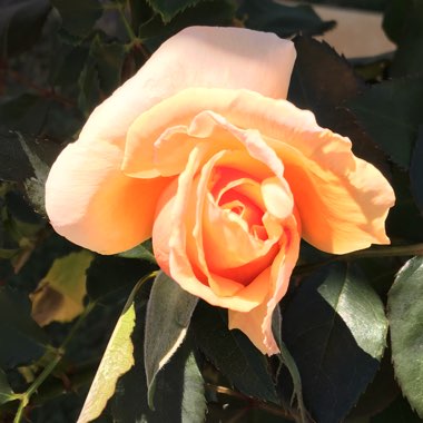 Lynda's garden