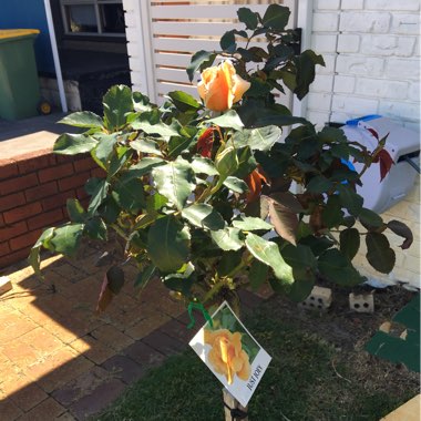 Lynda's garden