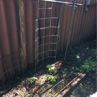Lynda's garden