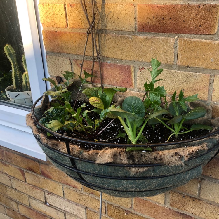 Plant image Lactuca sativa 'Salad Bowl'