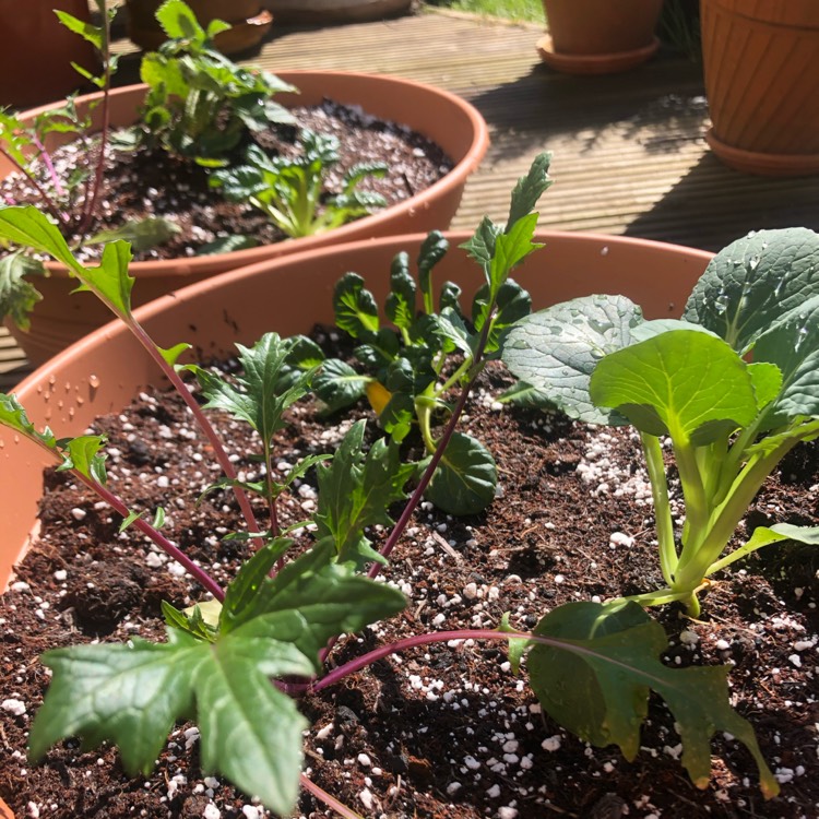 Plant image Lactuca sativa 'Salad Bowl'