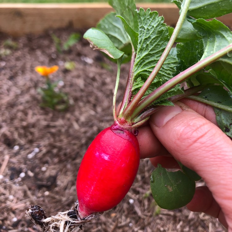 Plant image Raphanus sativus 'French Breakfast'