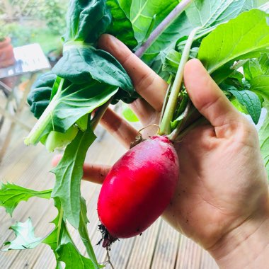 Radish 'French Breakfast'