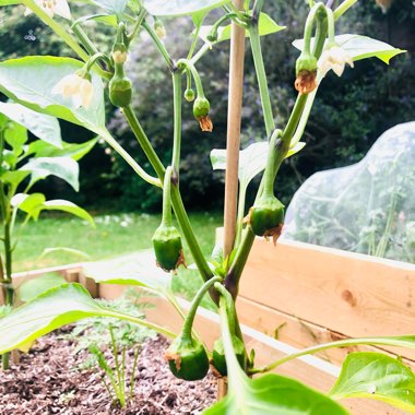 Sweet Pepper