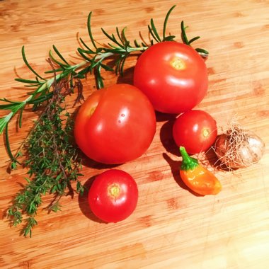 Solanum lycopersicum 'Shirley'