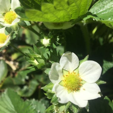 Fragaria x ananassa