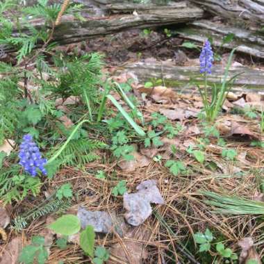 Grape Hyacinth (Species) Armenian Grape Hyacinth