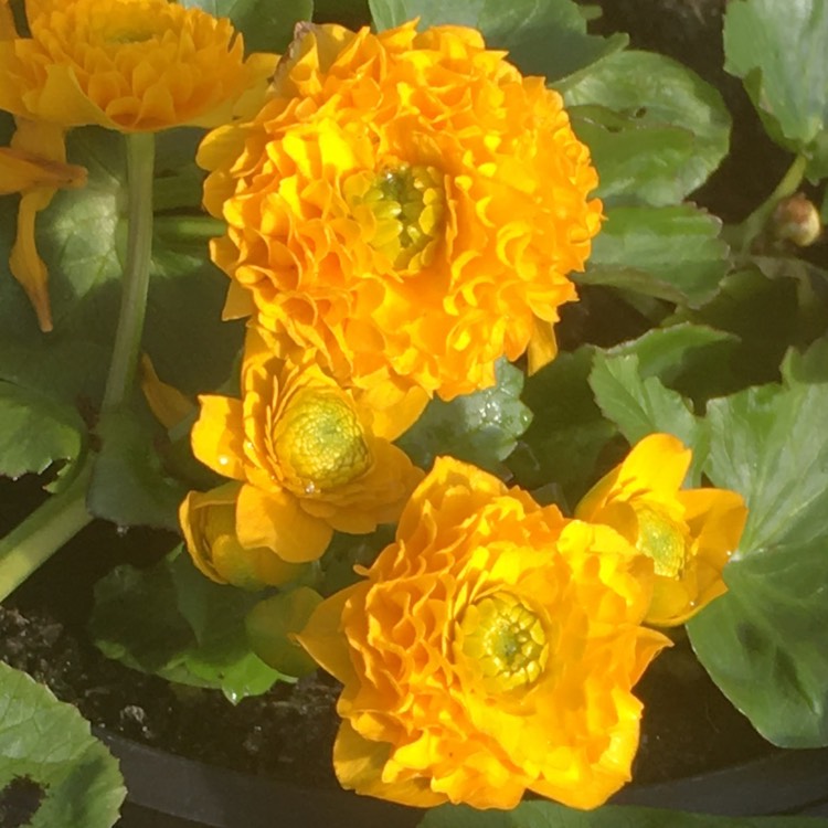 Plant image Caltha Palustris 'Flore Pleno'