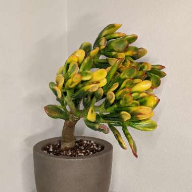 Crassula ovata 'Gollum'