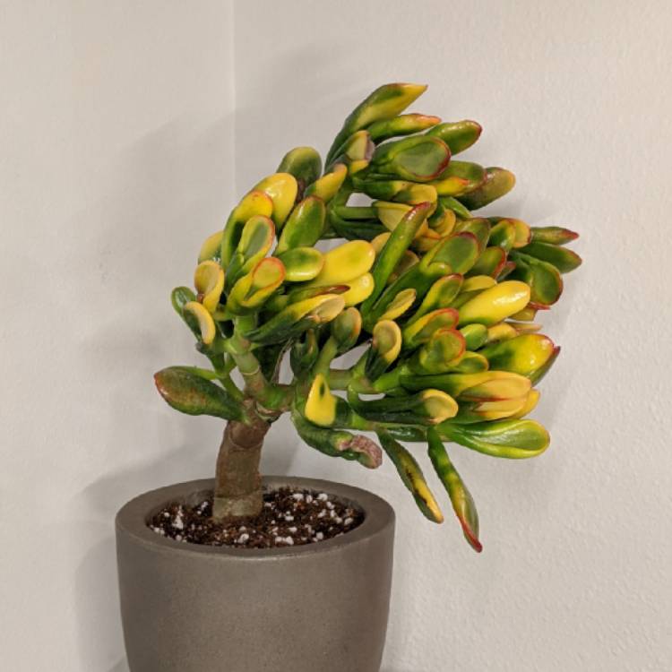 plant image 1337220