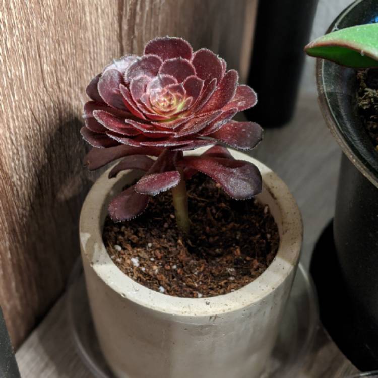 plant image 1337226