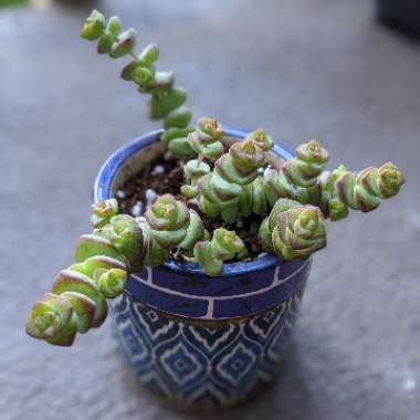 Crassula rupestris subsp. marnieriana