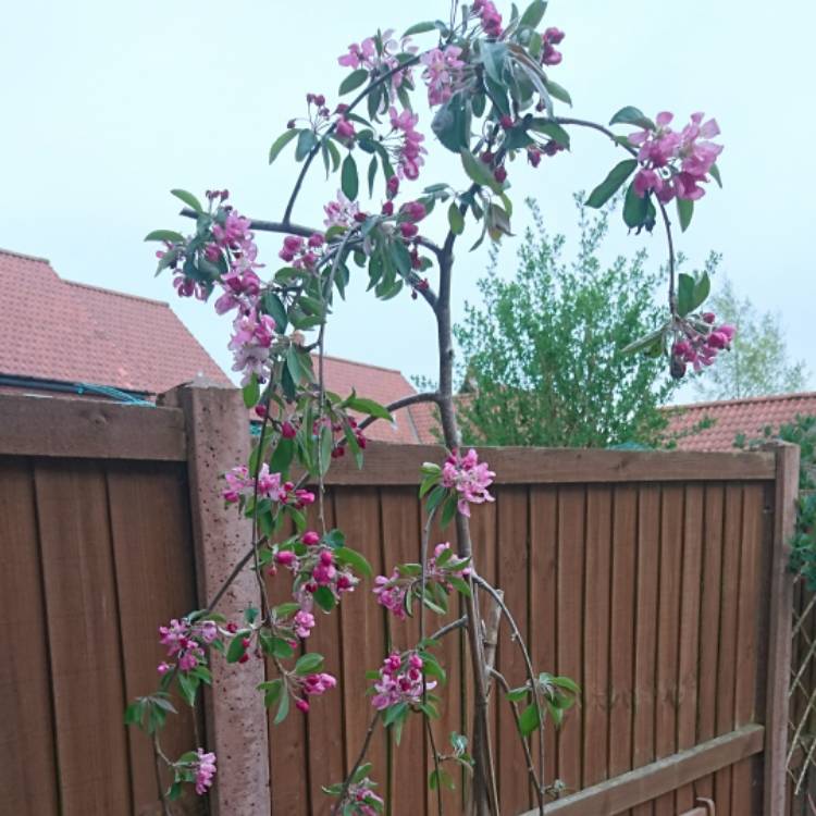 Plant image Malus 'Royal Beauty'