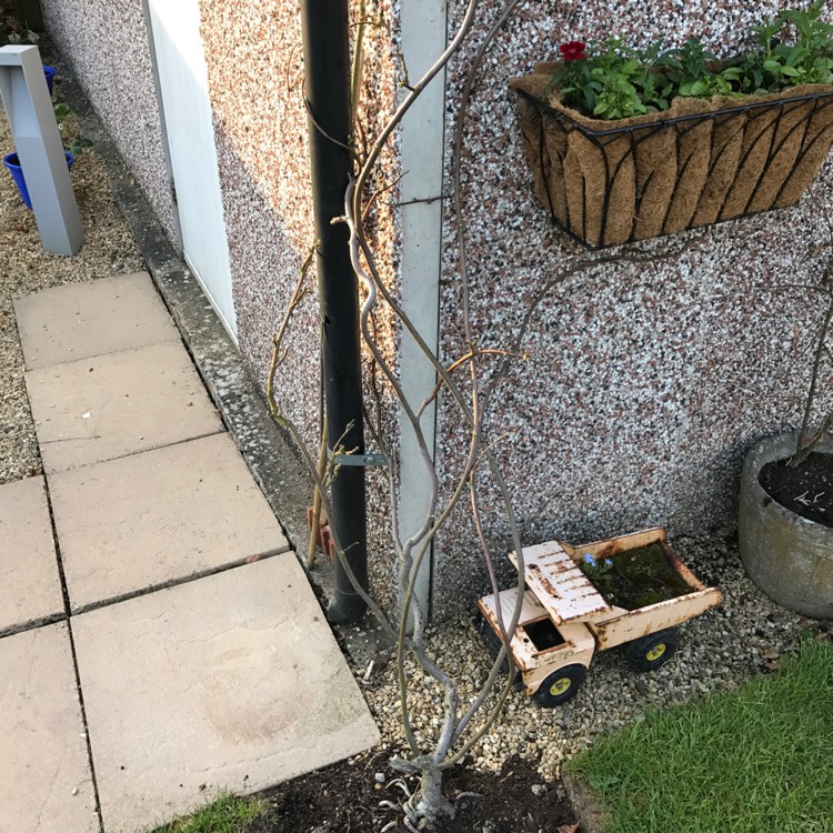 Plant image Wisteria floribunda 'Burford'