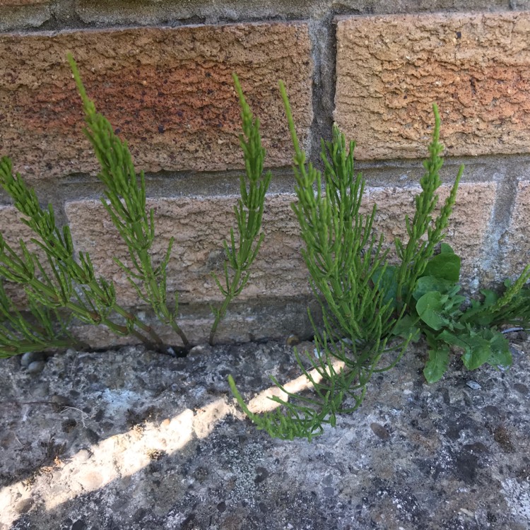 Plant image Equisetum arvense