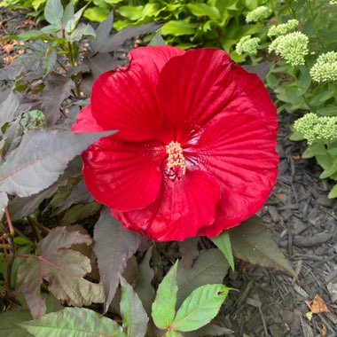 Hibiscus 'Midnight Marvel'