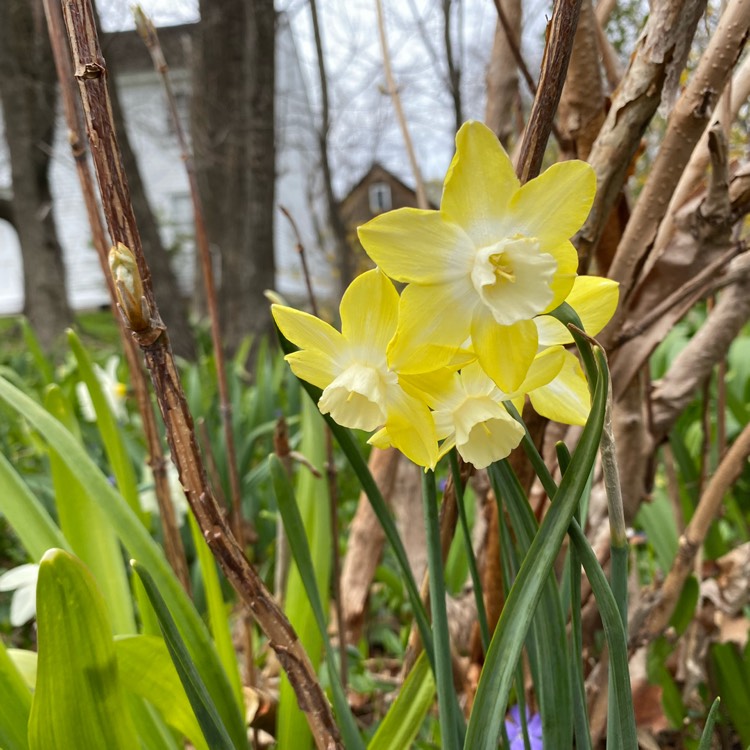 Plant image Narcissus 'Pipit'