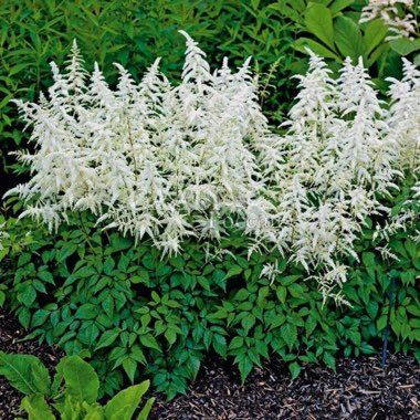Astilbe x arensii ‘Diamant'