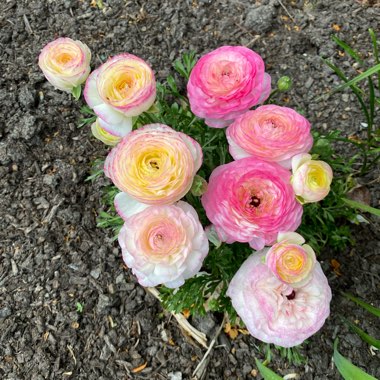 Ranunculus