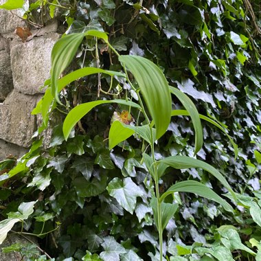 Maianthemum racemosum