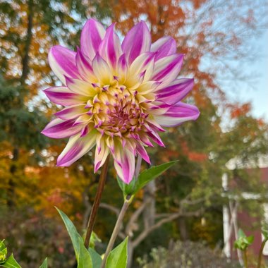 Border Dahlia