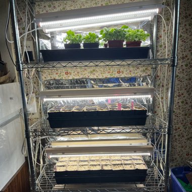 Molly's garden