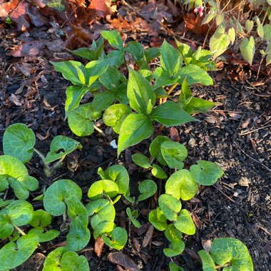 Trillium