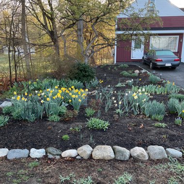 Molly's garden