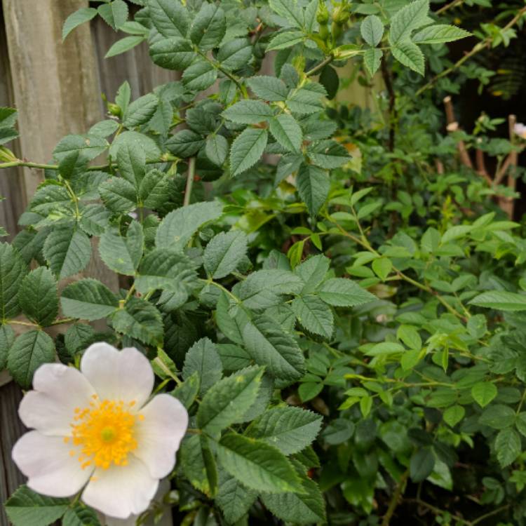 Plant image Rosa rubiginosa