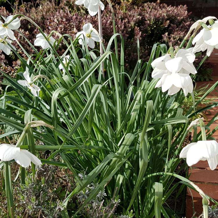 Plant image Narcissus 'Cynosure' syn. Narcissus 'Incomparabilis Albidus Leedsii'