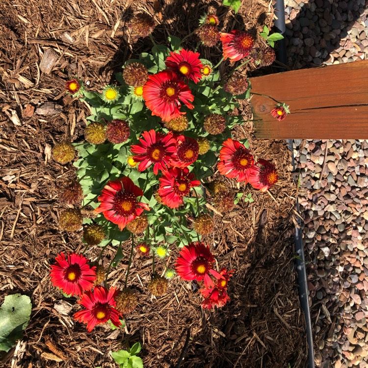 Plant image Gaillardia x grandiflora 'Arizona Red Shades' syn. Gaillardia 'Arizona Red Shades'