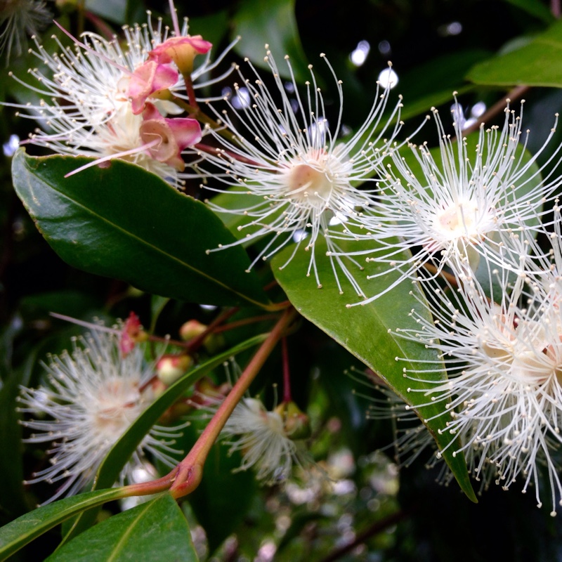 Plant image Syzygium smithii