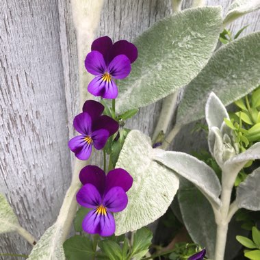 Horned Pansy 'Black Jack'