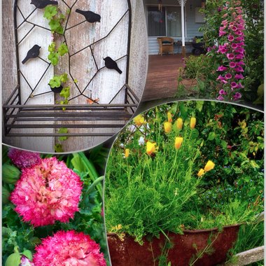 Kit's garden
