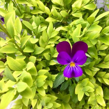 Horned Pansy 'Black Jack'