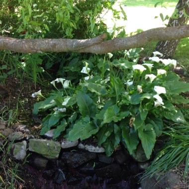Arum Lily 'White Giant'