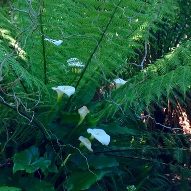 Tasmanian Tree Fern