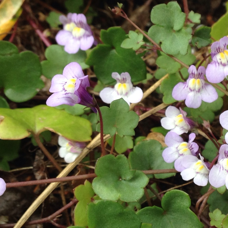 plant image 90260
