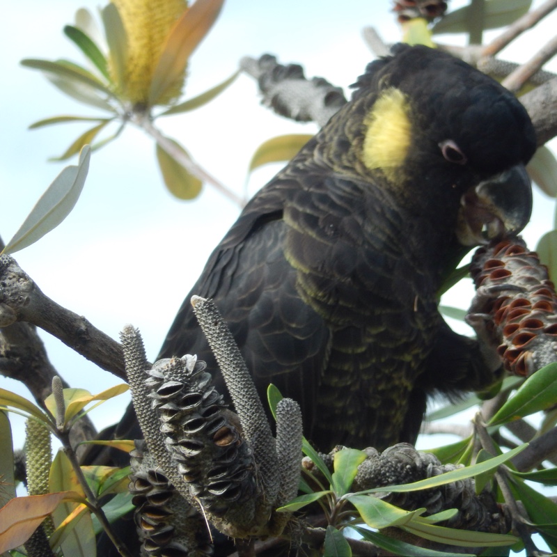 Plant image Banksia media