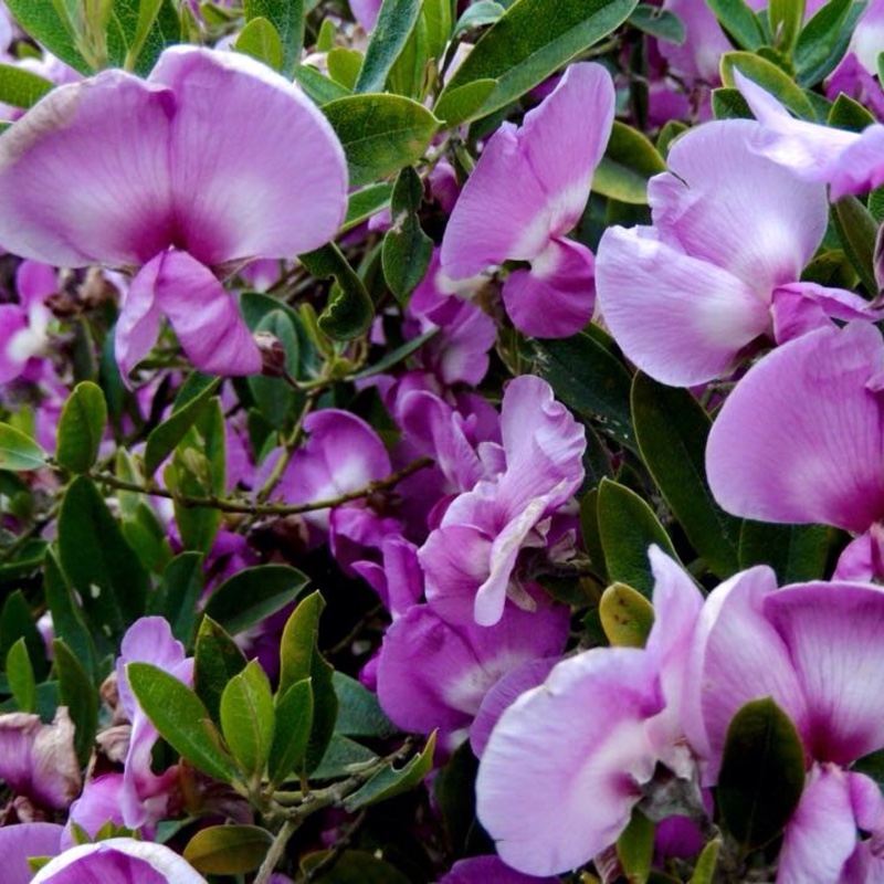 Indigofera Australis