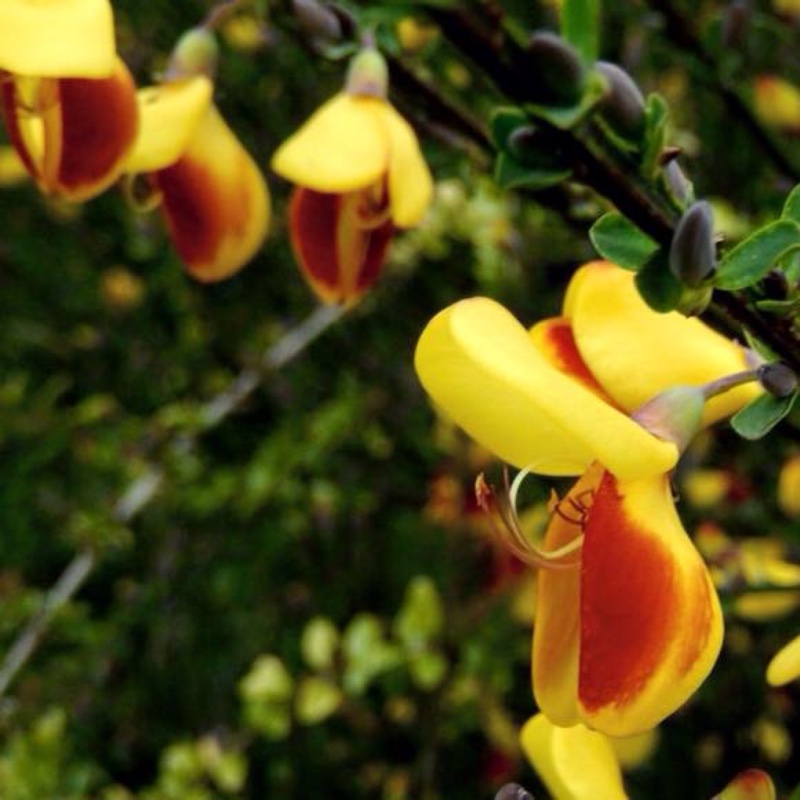 Plant image Cytisus x beanii