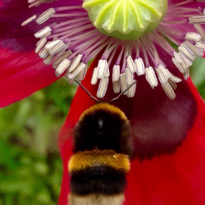 Papaver