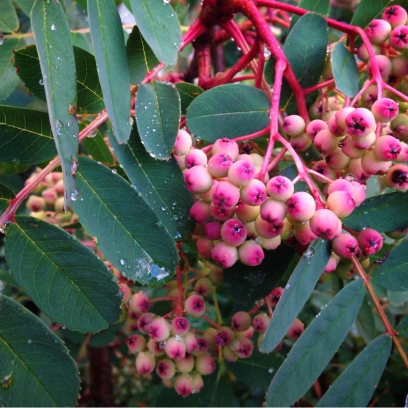 Plant image Sorbus Hupehensis