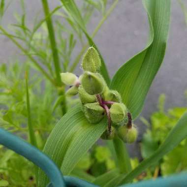Spiderwort