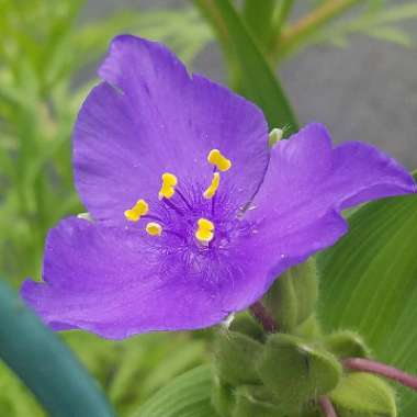 Spiderwort 'Sweet Kate'
