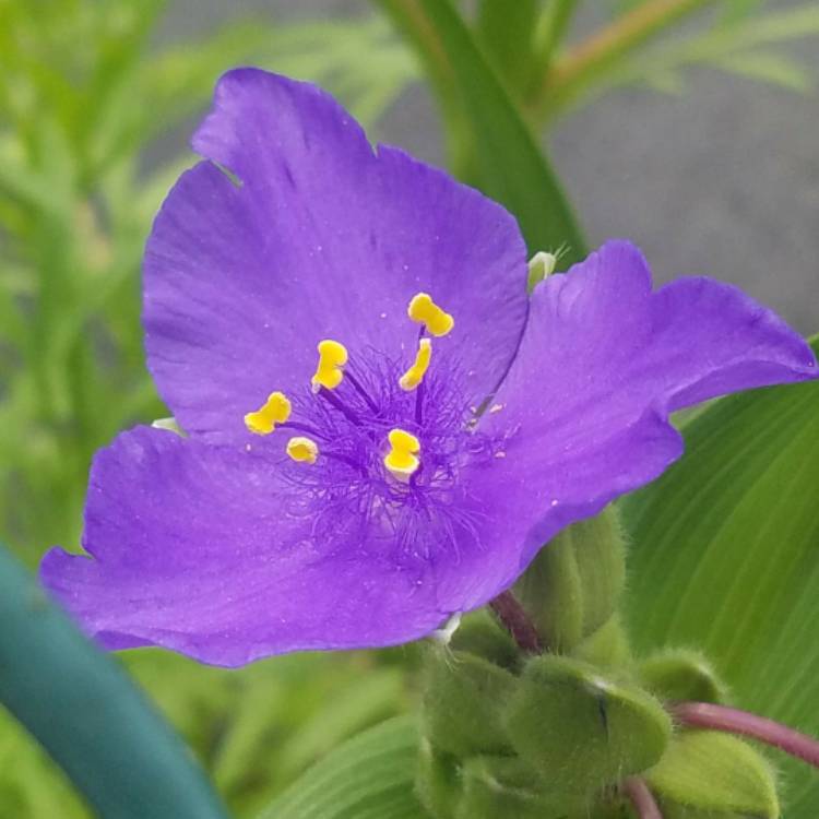 Plant image Tradescantia (Andersoniana Group) 'Sweet Kate'