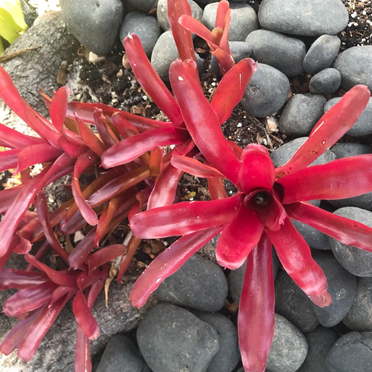 Plant image Neoregelia 'Fireball'