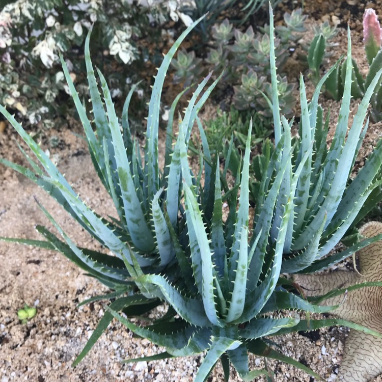 Plant image Aloe 'Blue Elf'